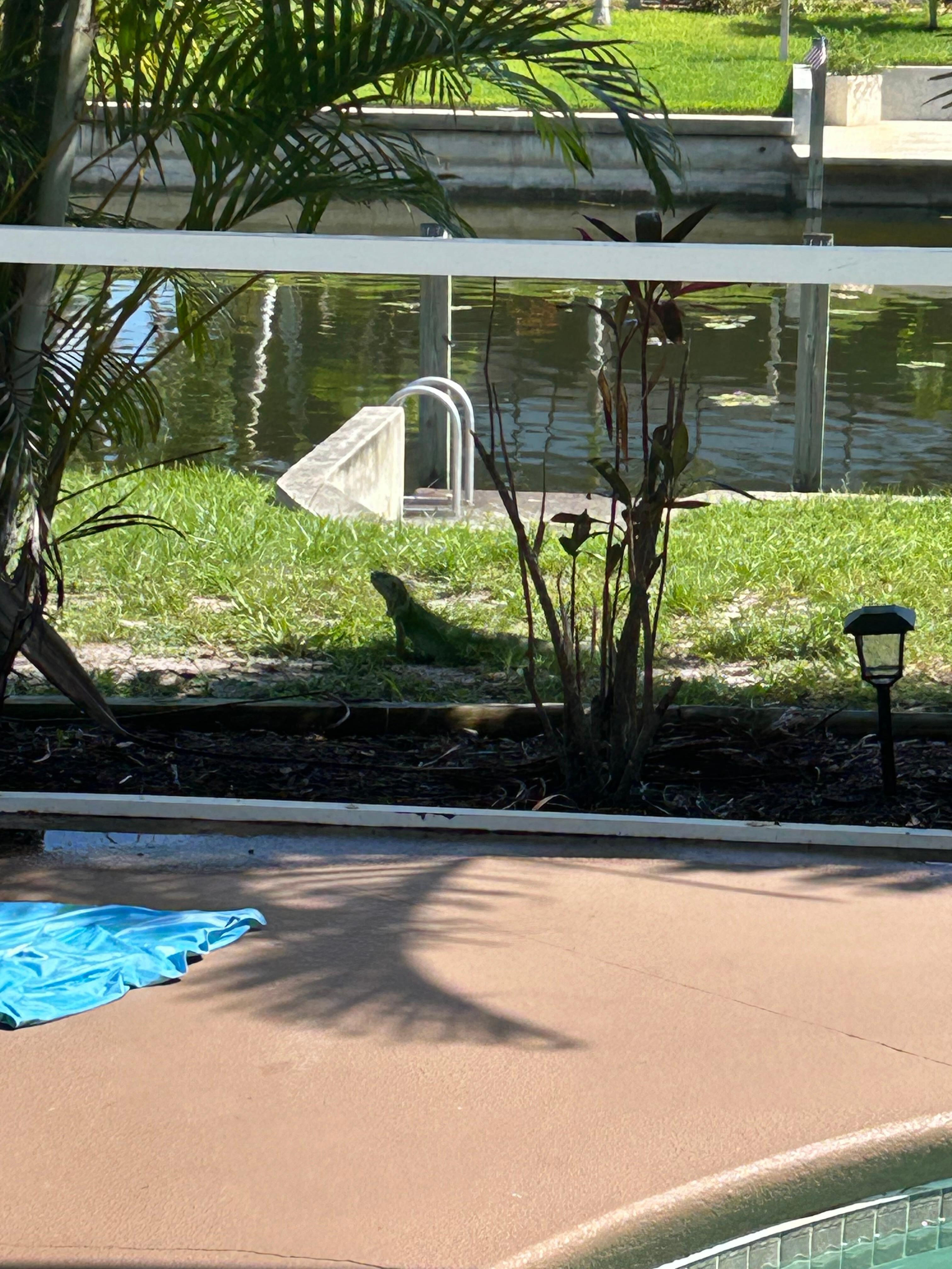 Family of iguanas live in bush behind home 
