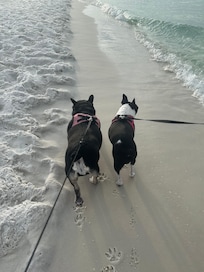 Furbabies finally getting to go to FL with us!