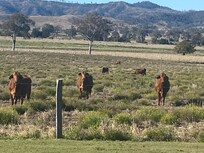 Cows co-moonicating our arrival đł đź