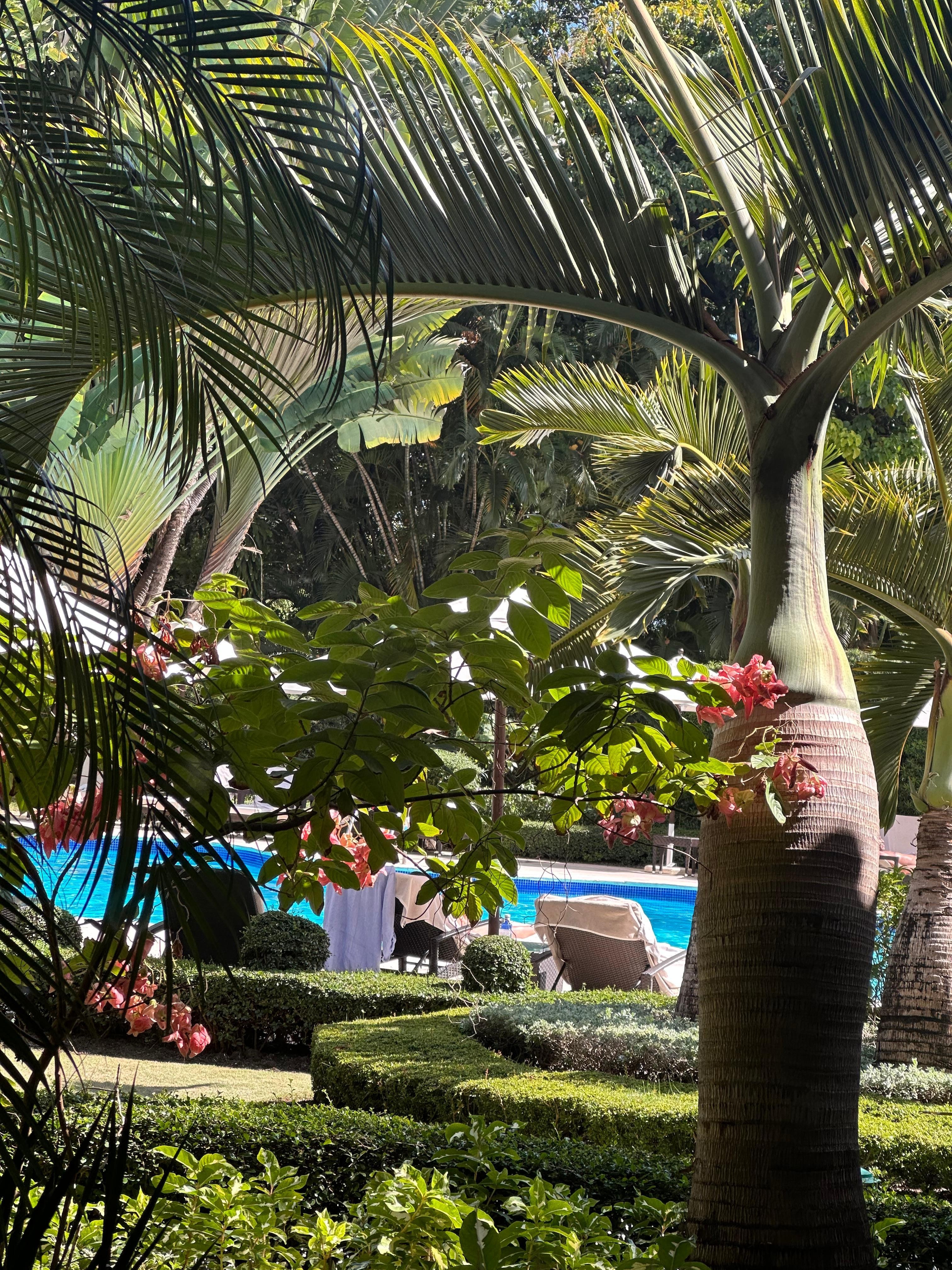 View of the pool from the restauran