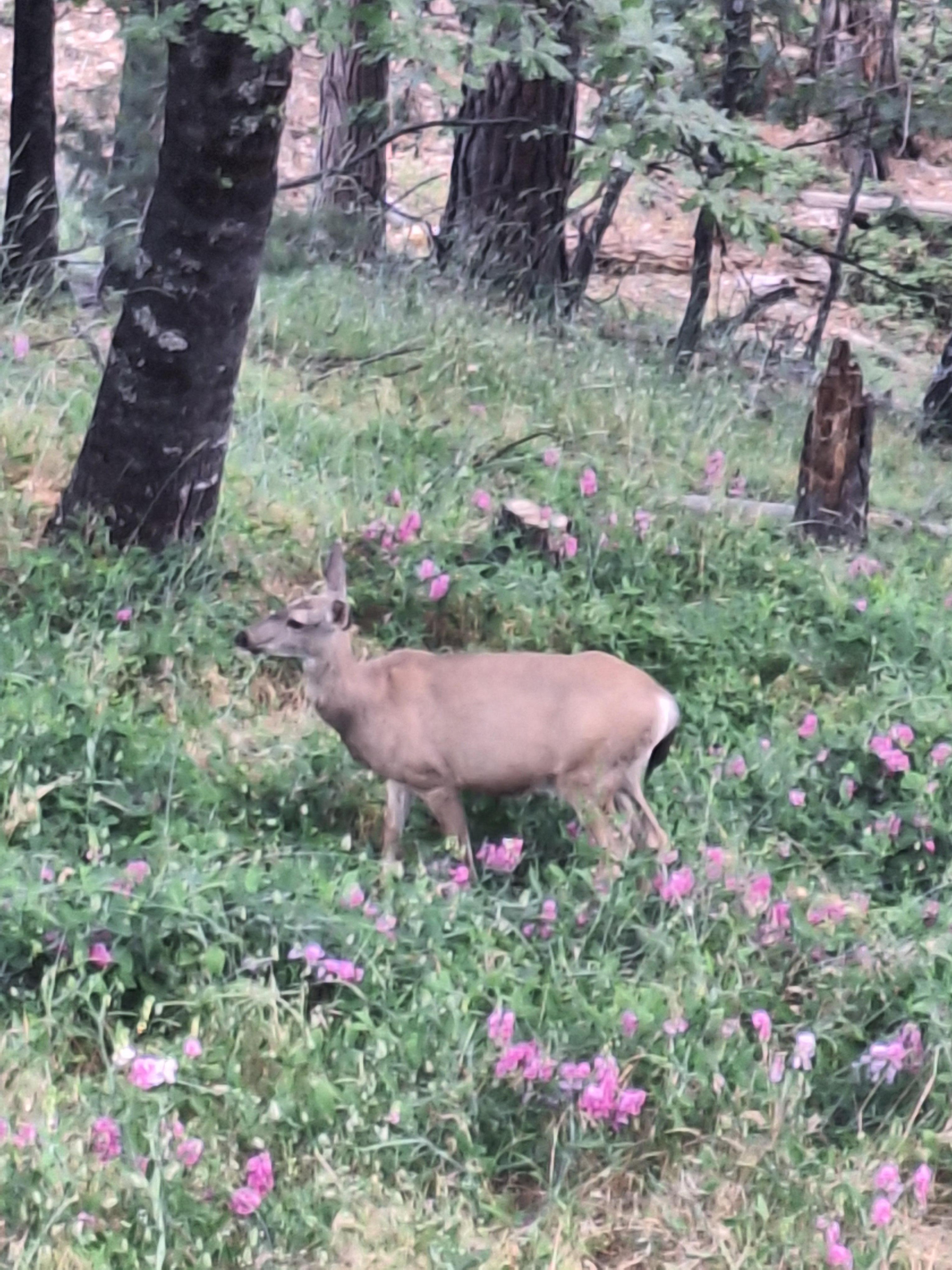 View from the back porch 😍 