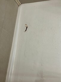 Rusting hole in shower floor.
