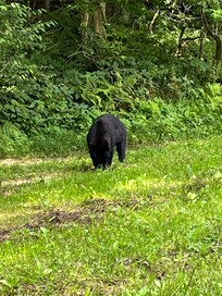 Bears seem on our drive on Blue Ridge Pkwy