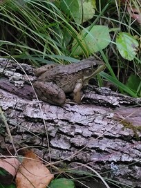 Little frog buddy