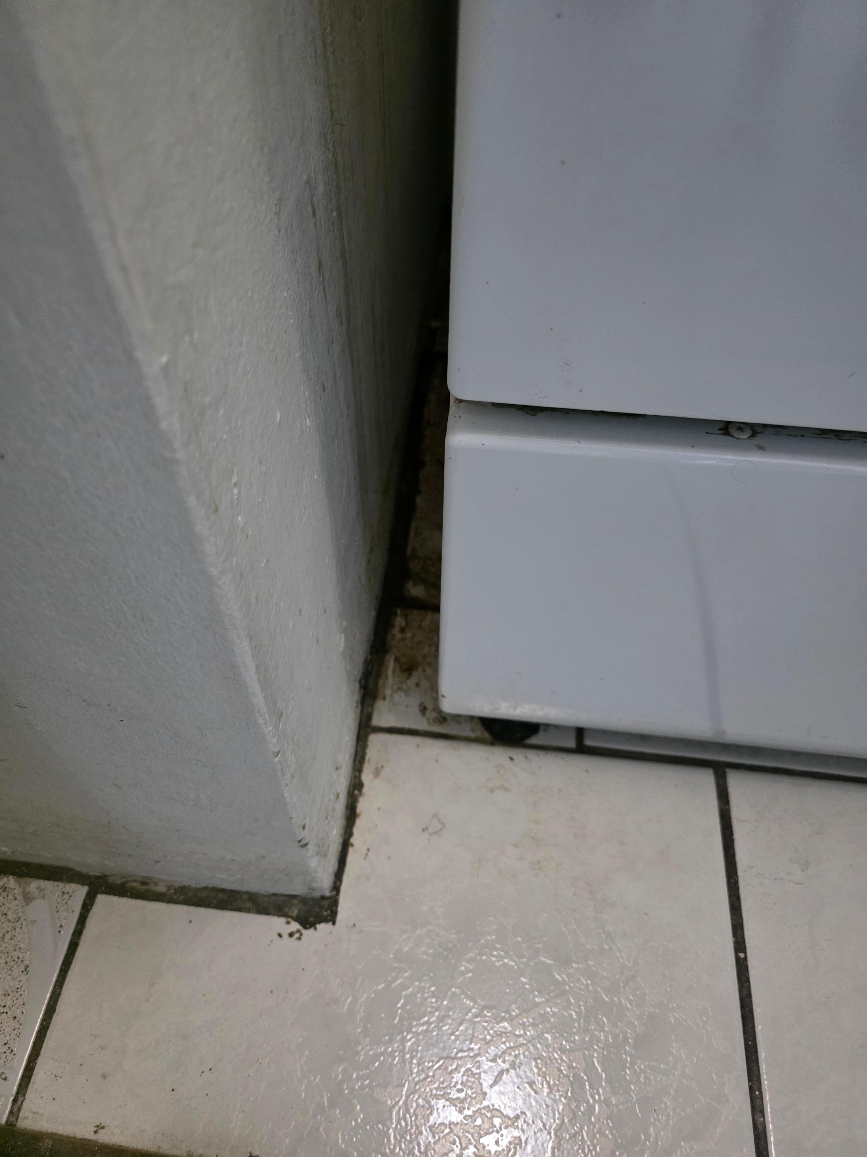 Dirty/black mold in kitchen