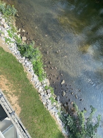 Ducks and geese seen from balcony and n 4th floor