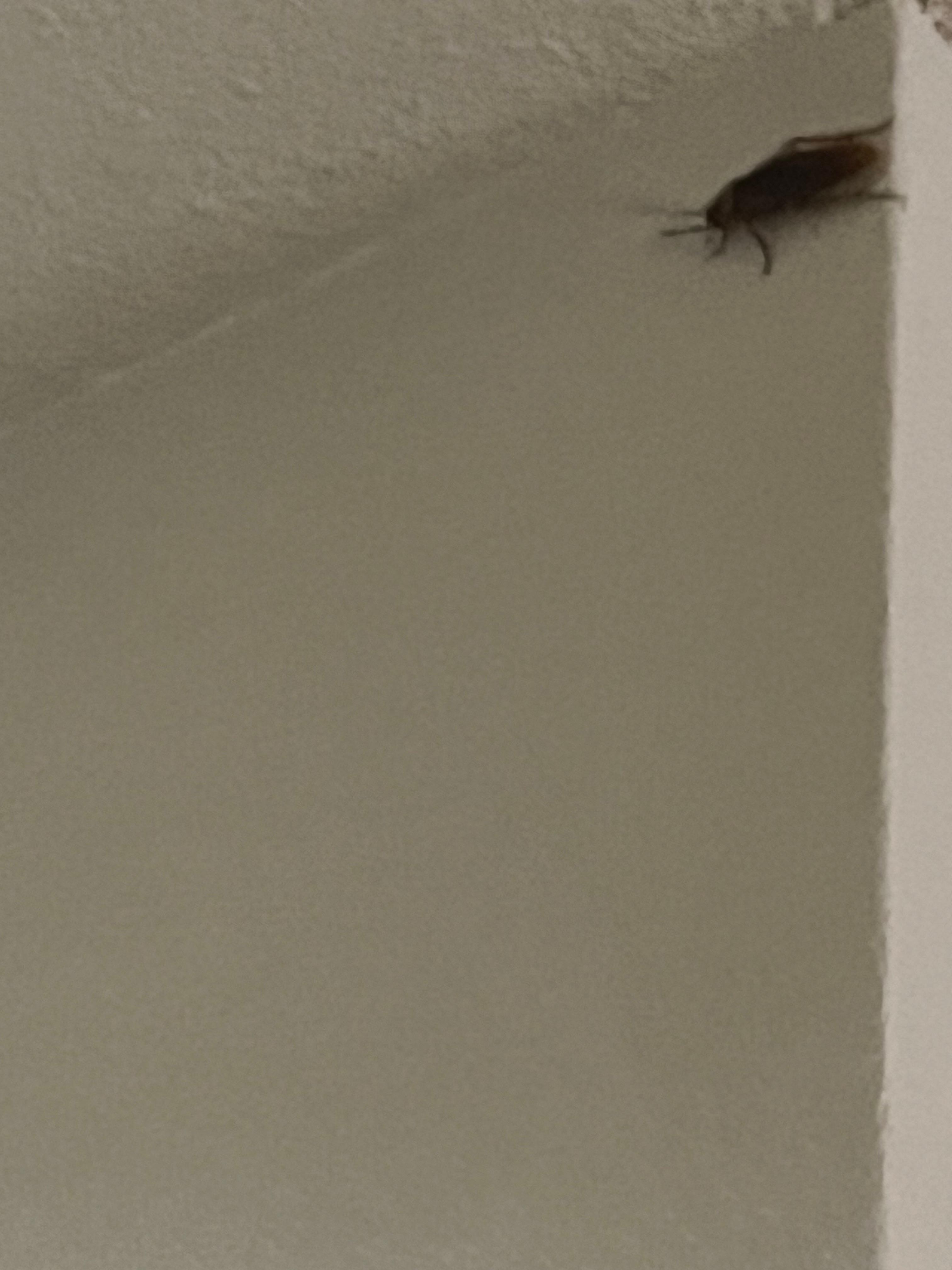 Close up of the unwanted guest (Roach)
