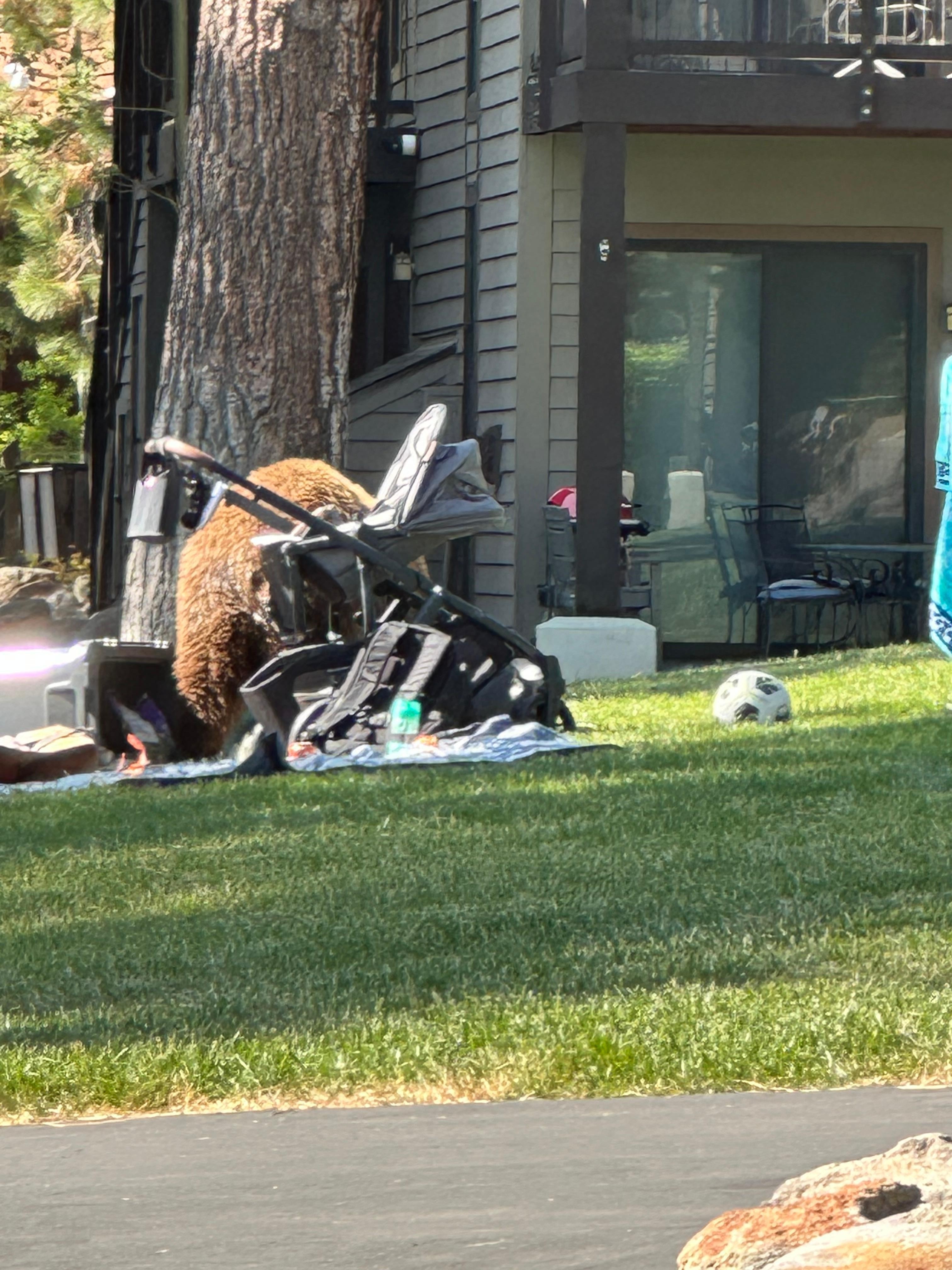 Someone left there picnic out and a visitor came to check it out. 