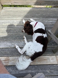 Our dog enjoying the deck