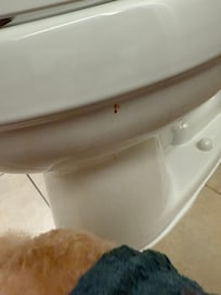 Dirty toilet