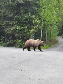 Grizzly bear seen 1/4 mile down the road
