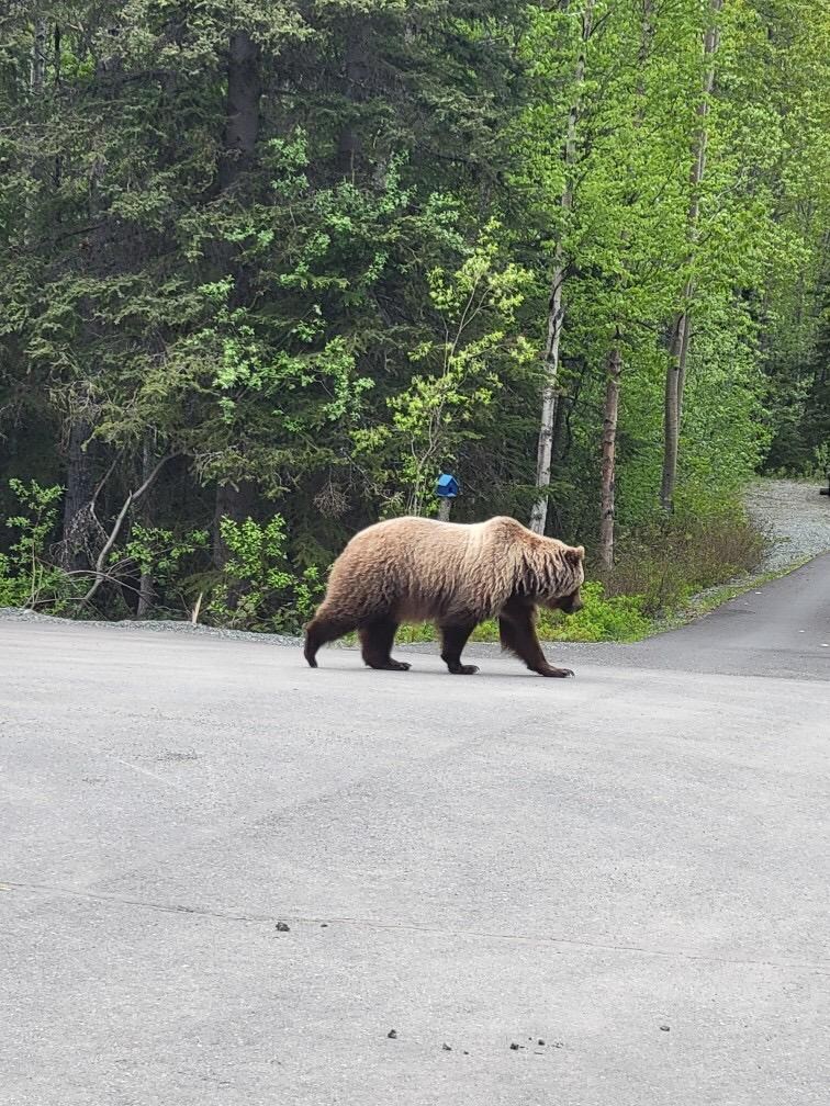 Grizzly bear seen 1/4 mile down the road 
