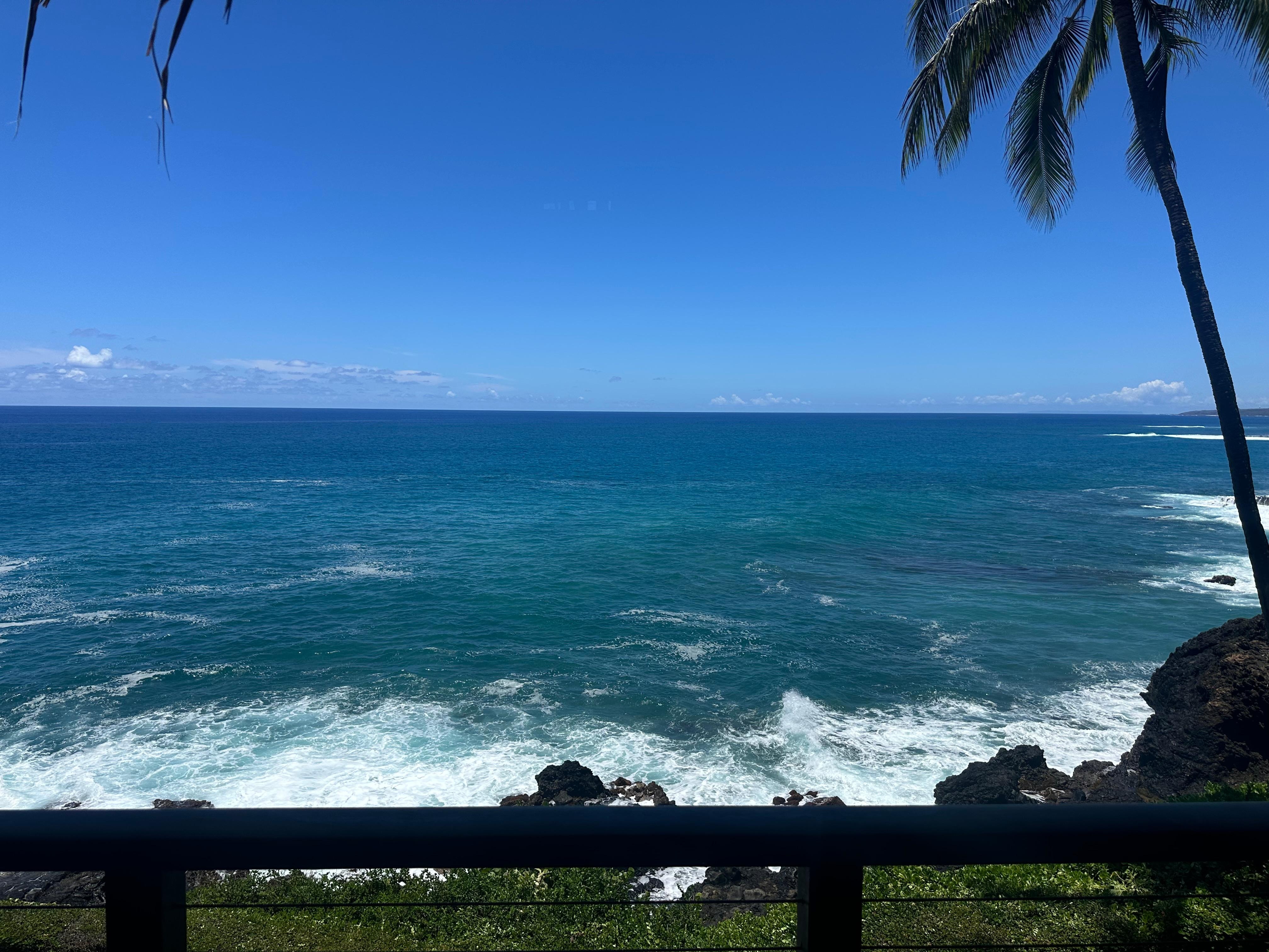 View out the living room! Perfect for turtle viewing!