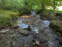 Creek flowing by property.