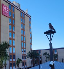 Not only a lifeguard on duty, but a hawk as well!