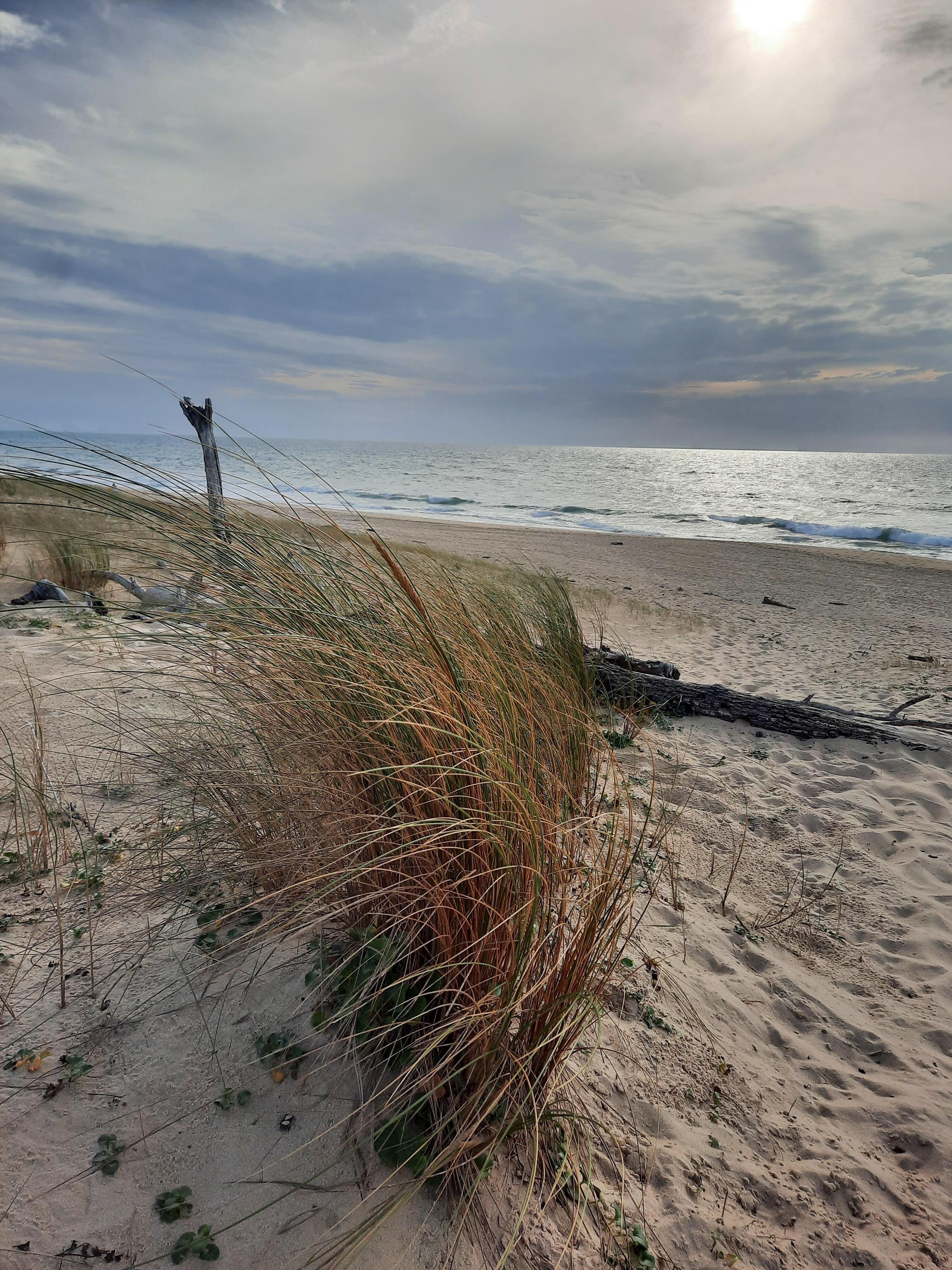 Plage chênes lièges