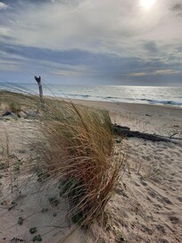 Plage chĂȘnes liĂšges
