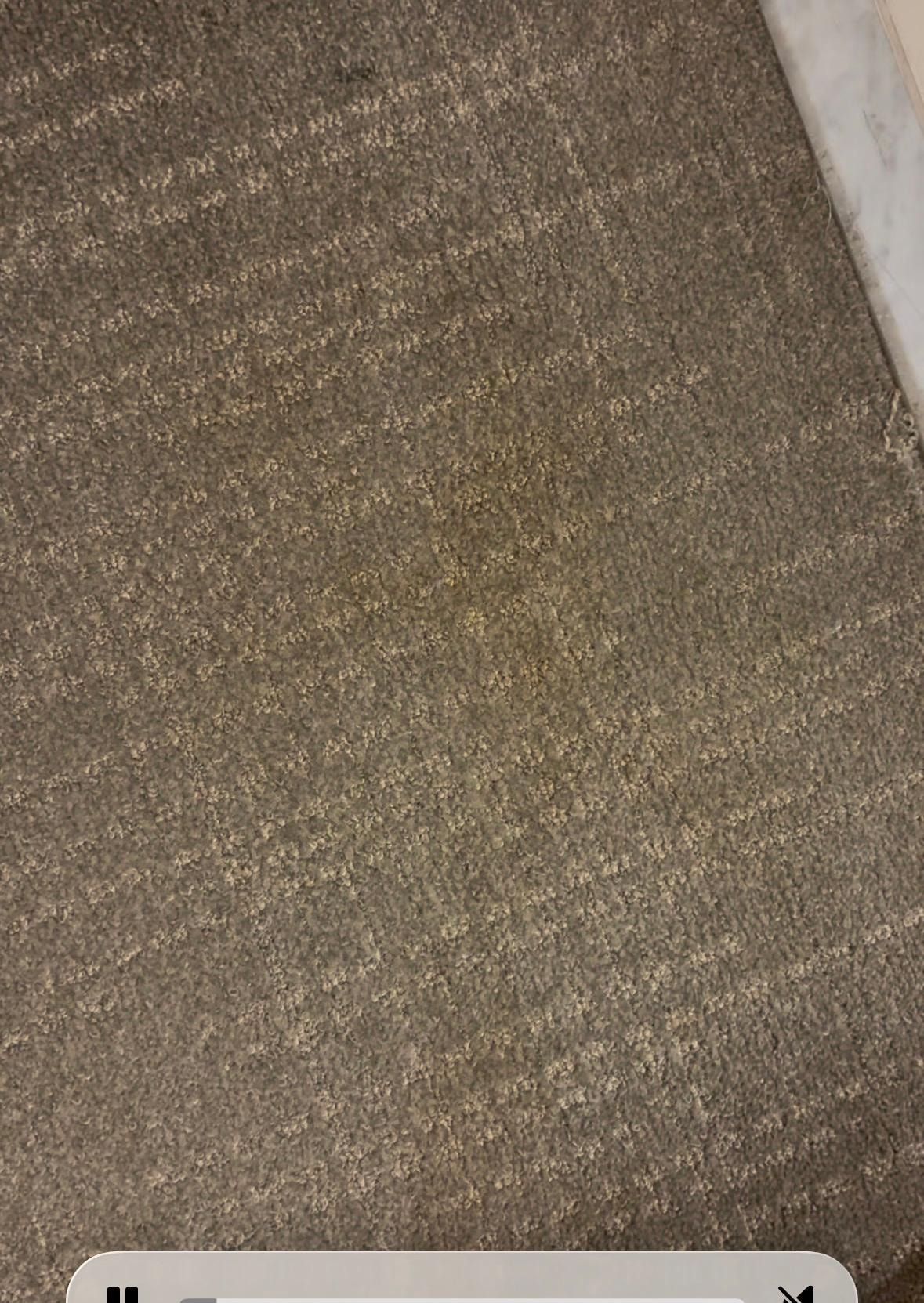 Stains on carpet