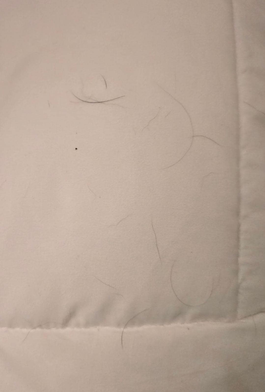 Dog hair all over the sheets