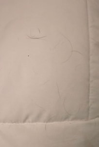 Dog hair all over the sheets
