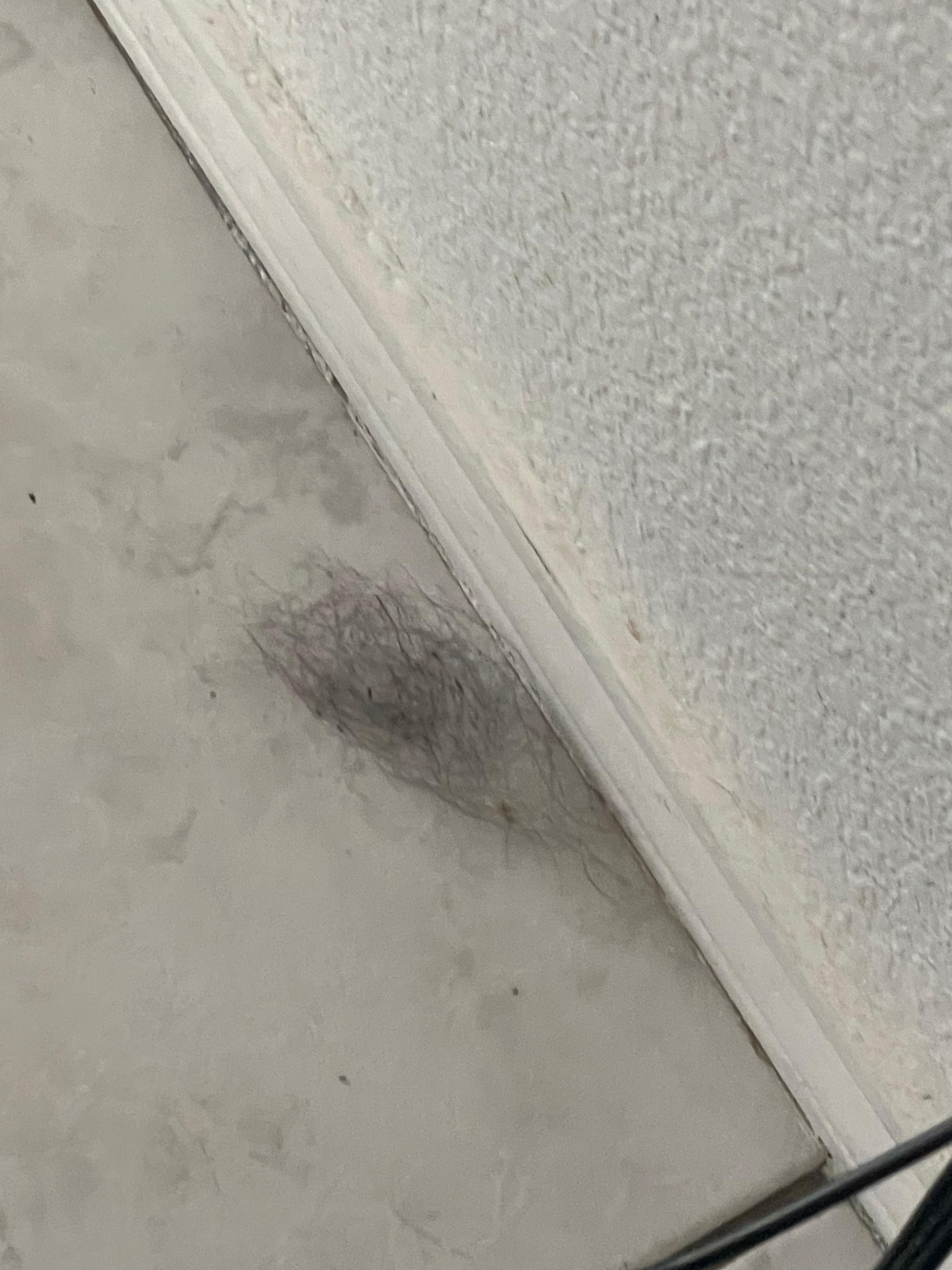 Hairballs in every room in house & under beds