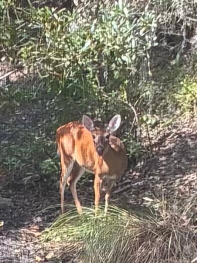 Just outside of the deck. 