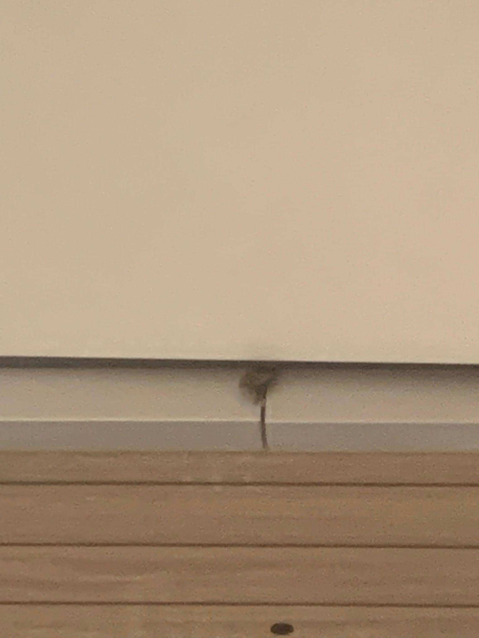 Insect in de gang 