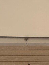 Insect in de gang