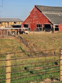 Cows after feeding 10/4/2025