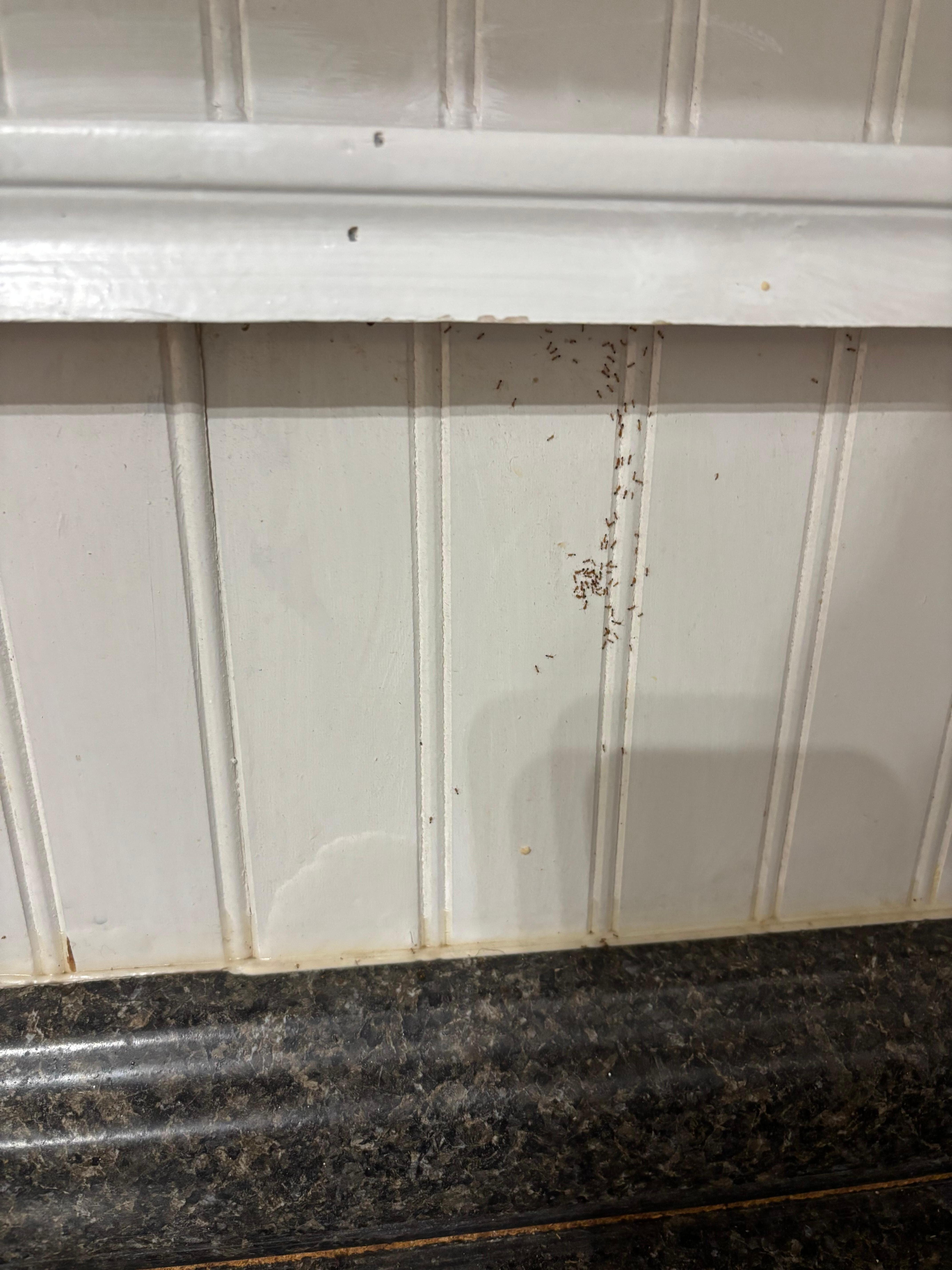 
Ants in the kitchen.