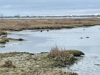 Ducks