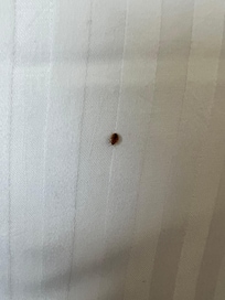 On their pillow which was brushed off into the hall by the maid