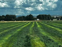 Mowed fields of hay