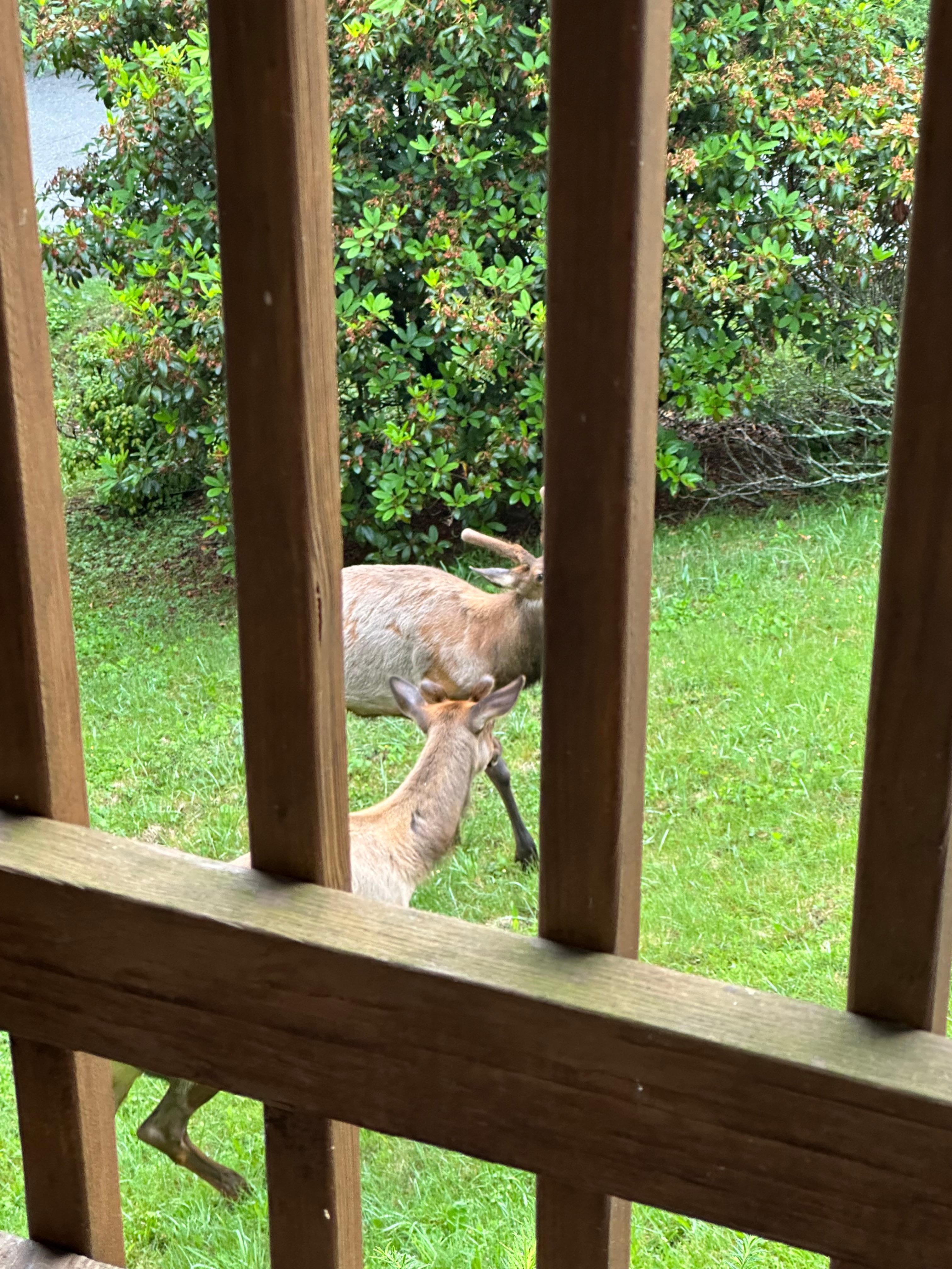 Female elk was calling for her mate. He walked across the street and into the yard and they nuzzled each other. So cute!  each other 