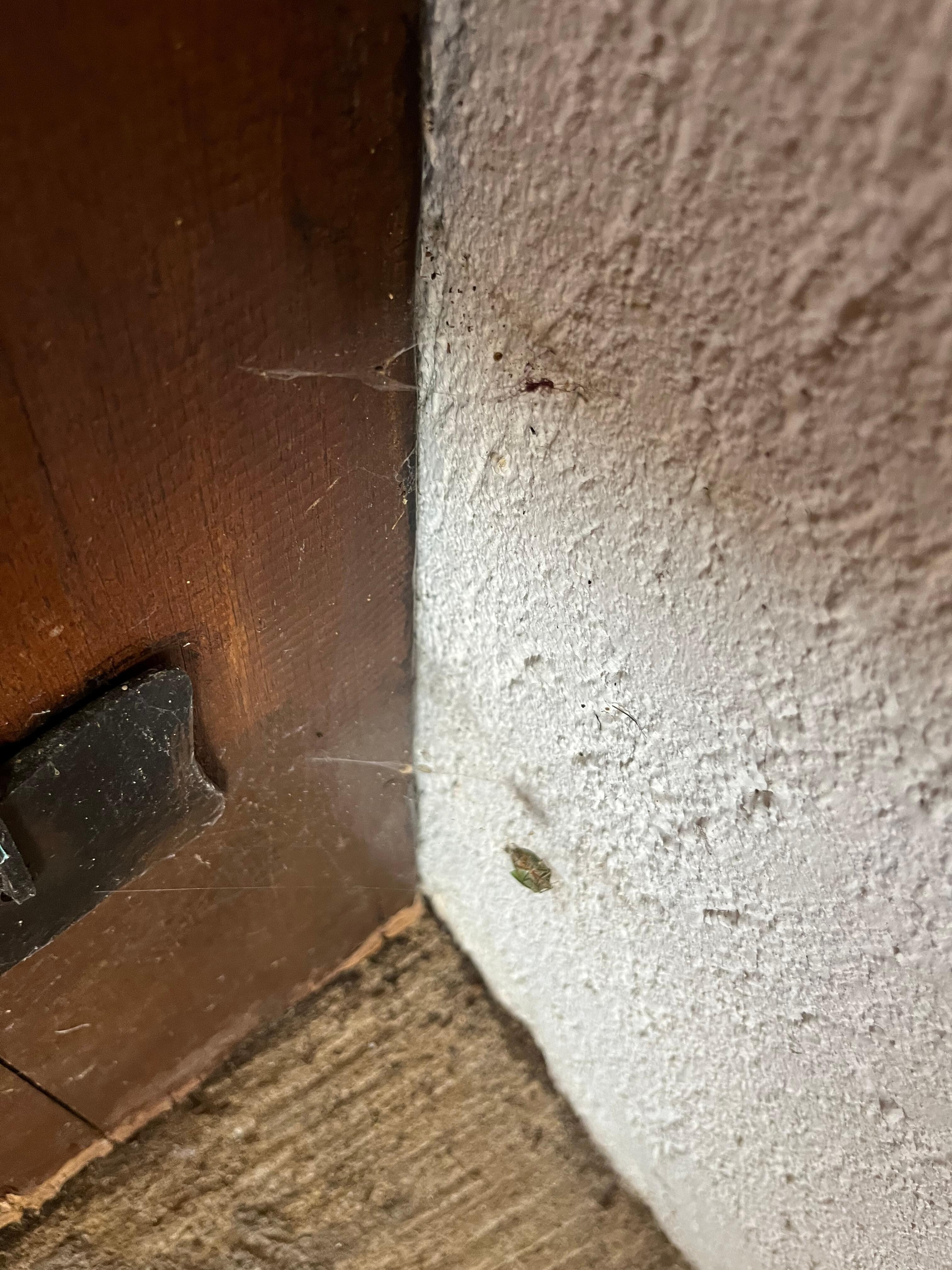 More cobwebs 