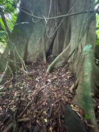 In Kakum Nzp