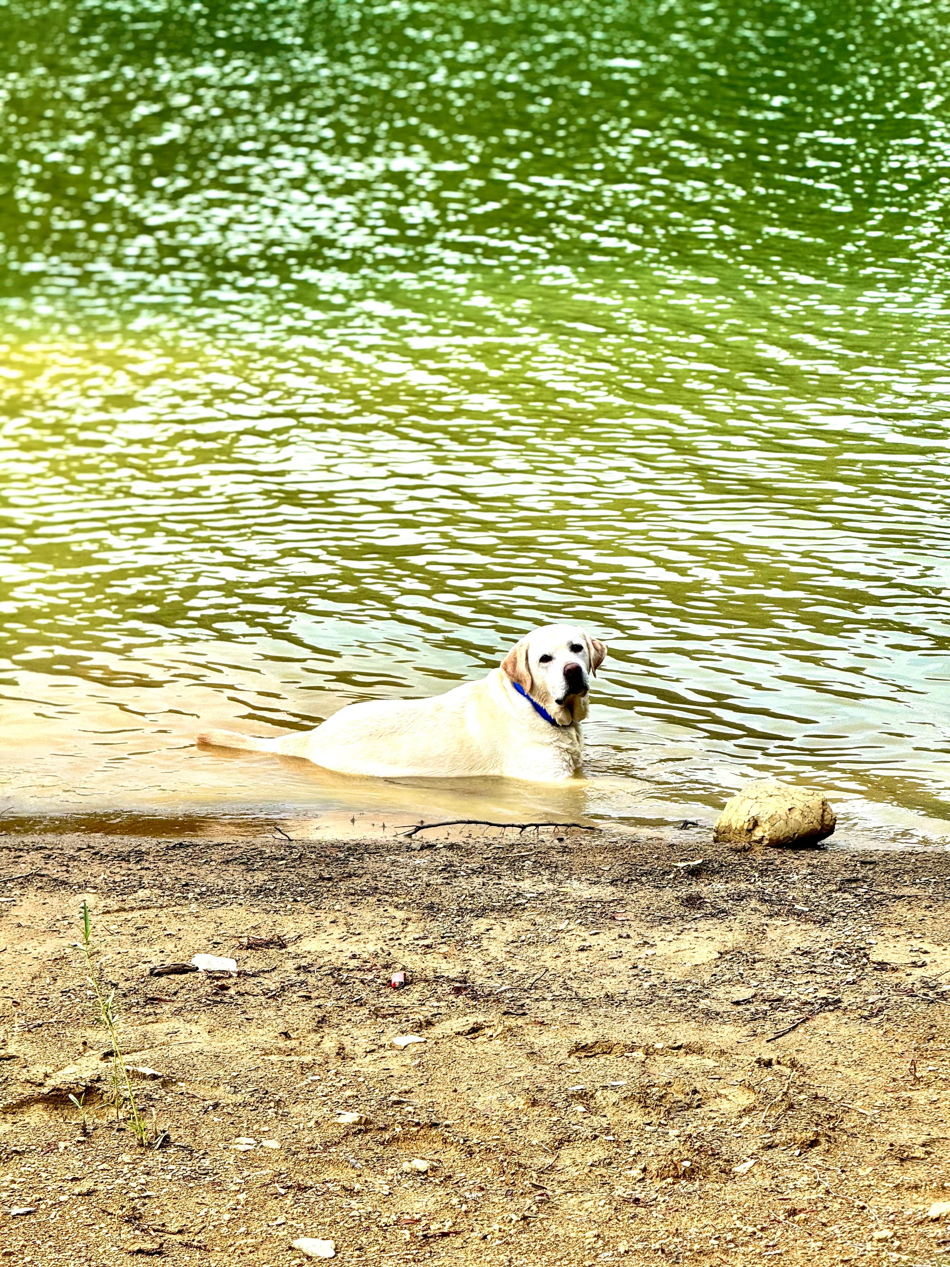 Obi enjoying the beach access! 
