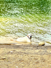 Obi enjoying the beach access!
