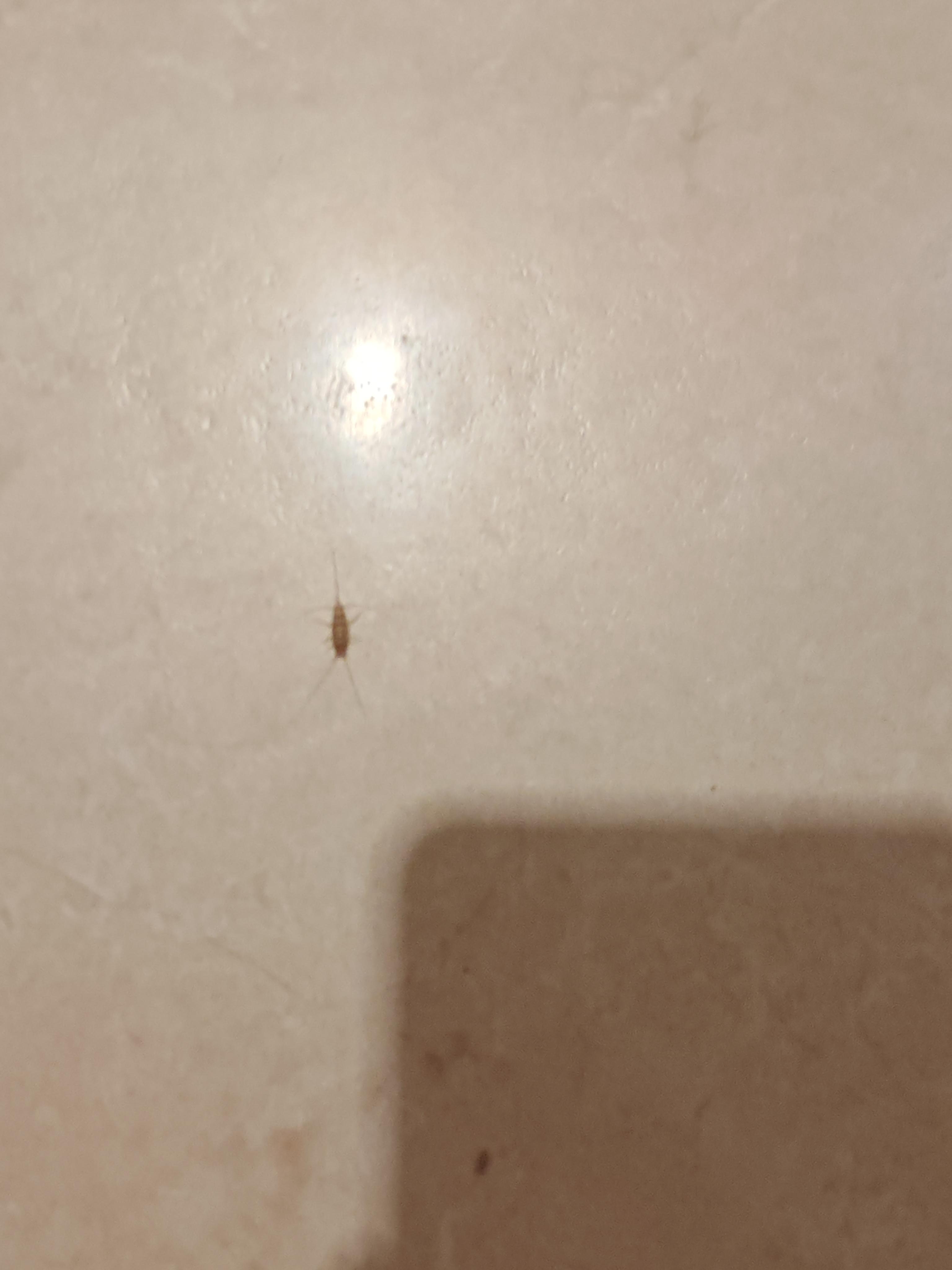  A cockcoach on the floor