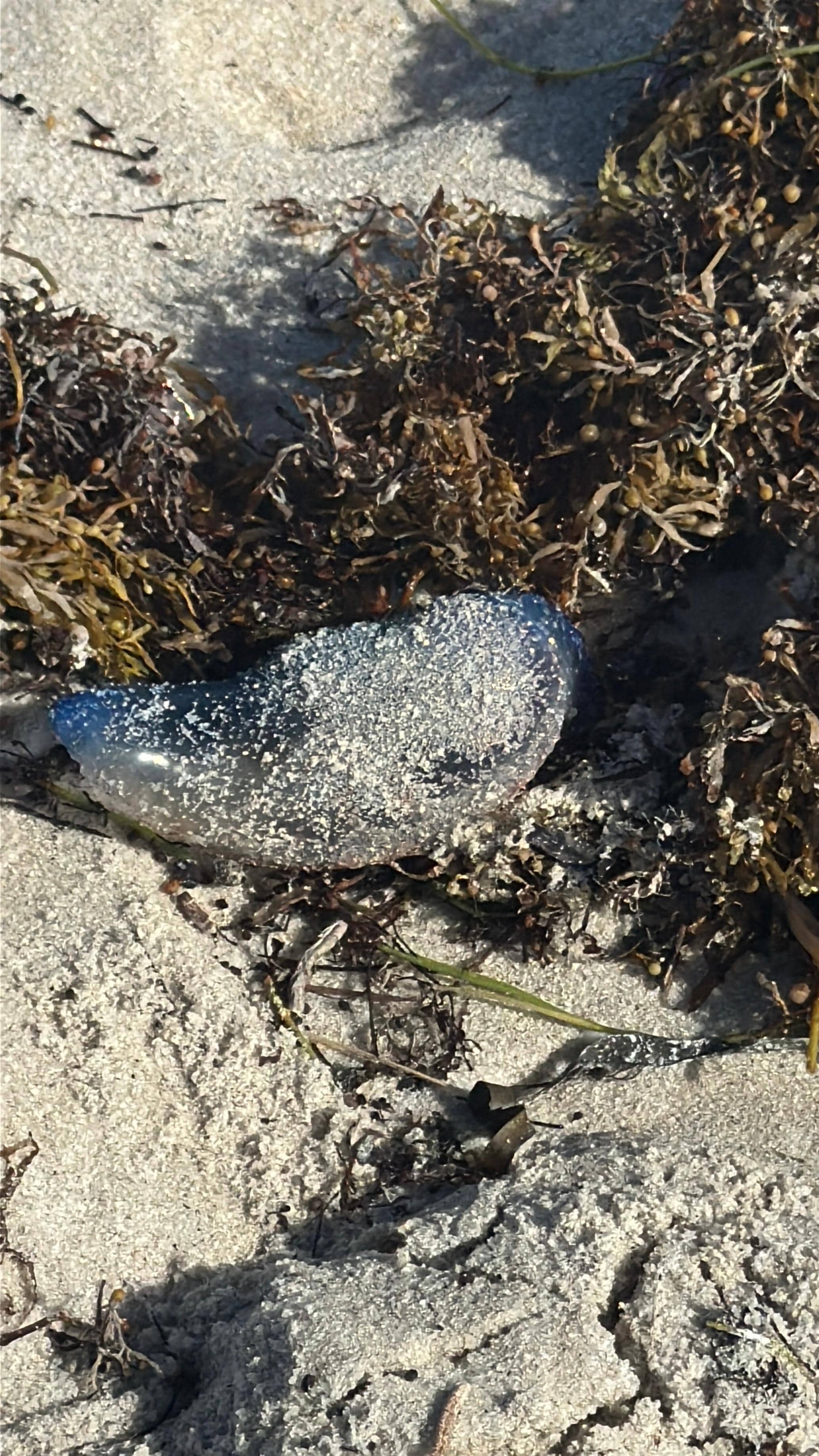 Jellyfish 🪼 on Miami Beach. 