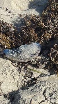 Jellyfish 🪼 on Miami Beach.