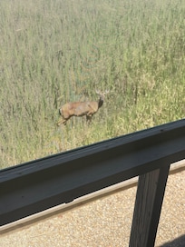 Deer spotted while on porch in morning.