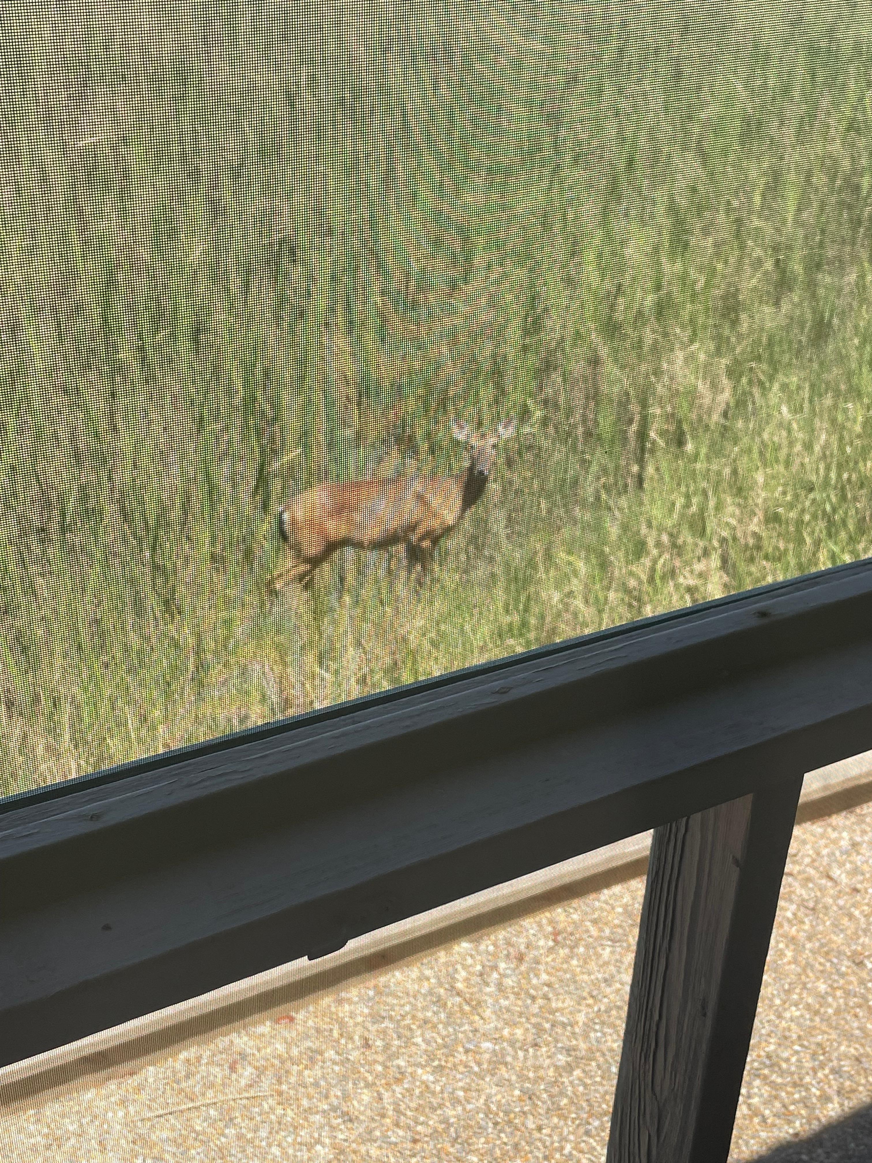 Deer spotted while on porch in morning.