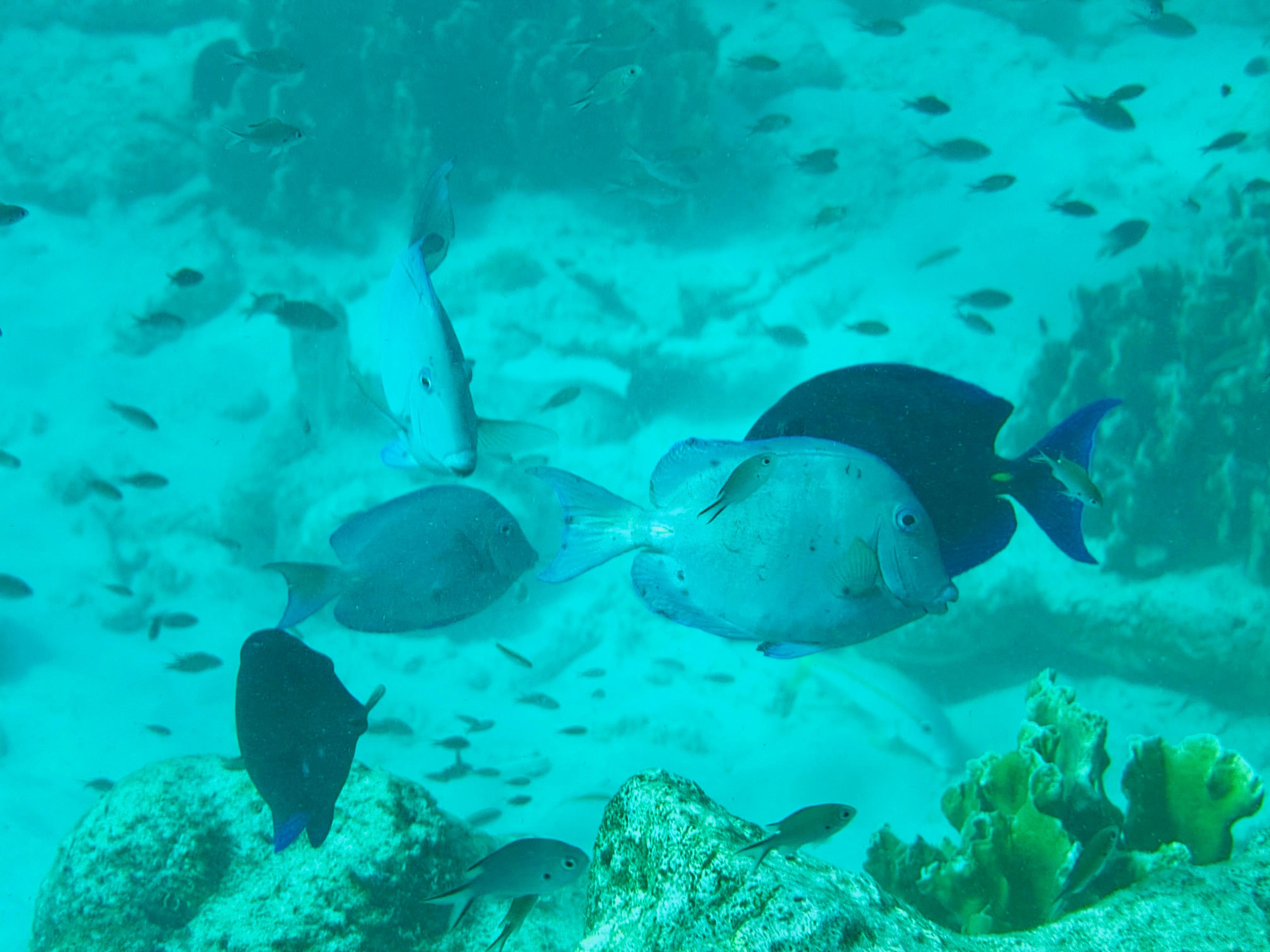 Off the beach snorkeling!