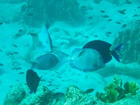 Off the beach snorkeling!