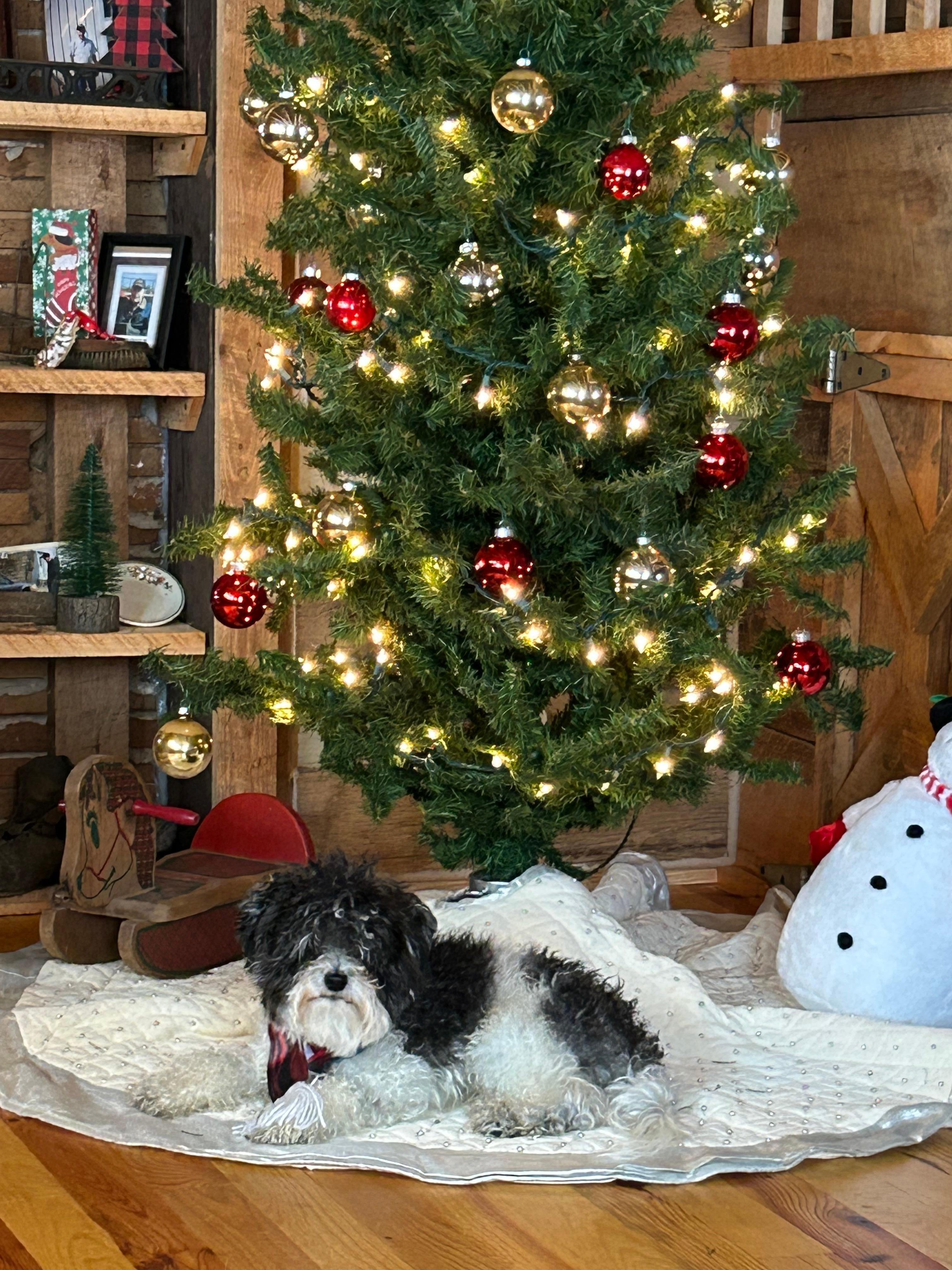 We had a last minute addition to our trip and he made himself right at home. They even had a dog bed and pans for food and water. 