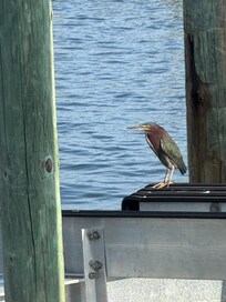 Wildlife on the docs