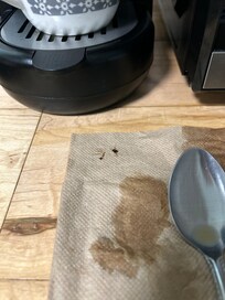 Good morning bug in my mug