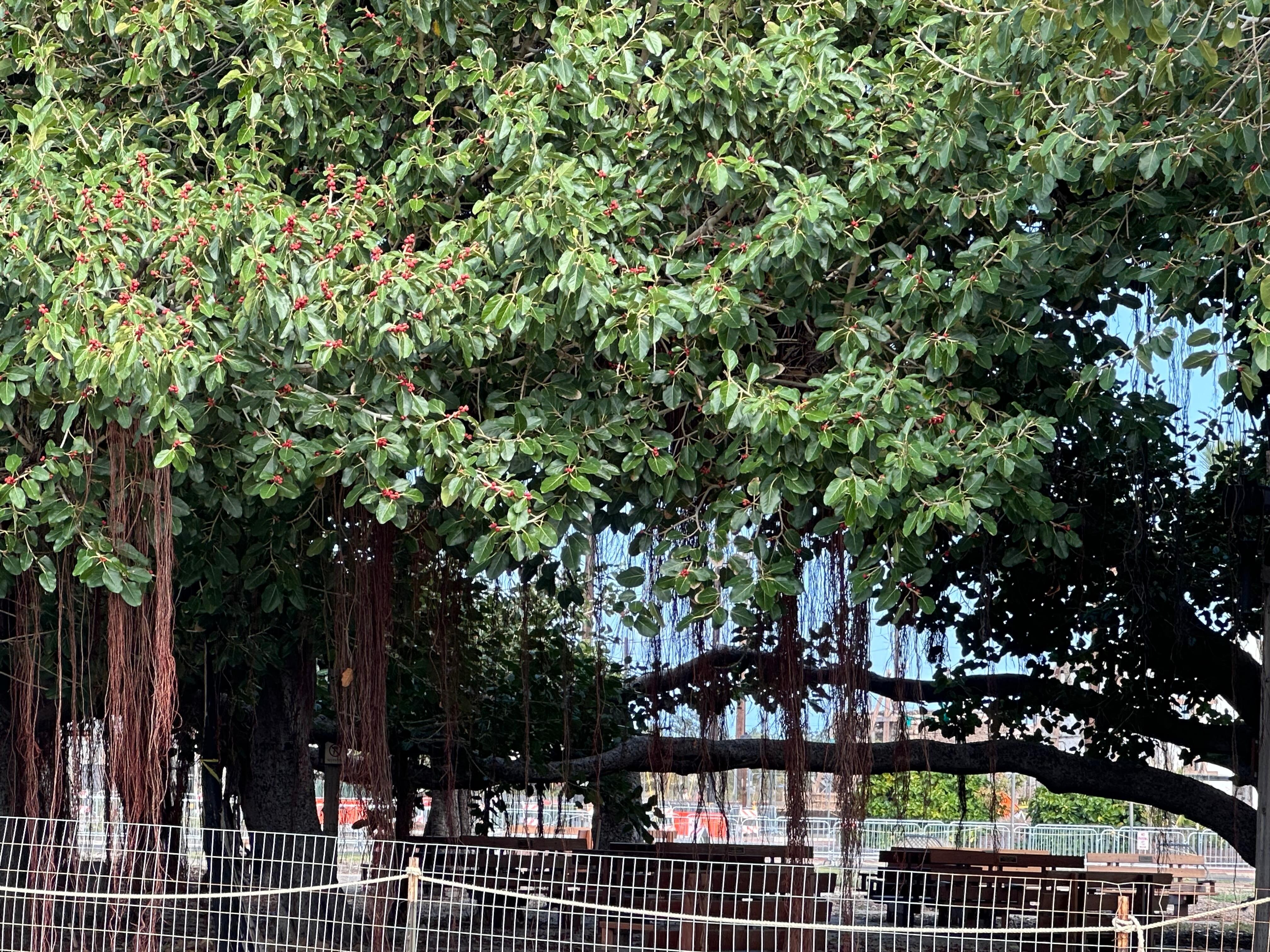 Lāhainā Banyan tree recovery 