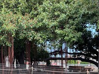 Lāhainā Banyan tree recovery